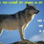 вълк