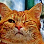 котка