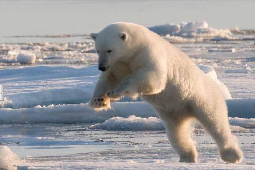 Скорость бега белого медведя. Размер медвежонка белого медведя. Спортивный белый медведь. Белый медведь в прыжке. 27 Февраля день полярного медведя.