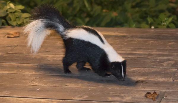 skunks