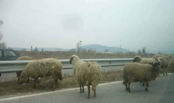 ovce na patya1