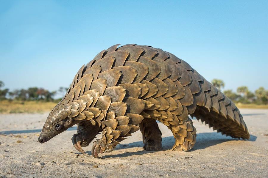 pangolin1