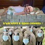 борисов и овцете