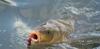 Предизборни кукички за шаран избиратели! ffd2fb926bc7707b ed2a3ad94a14d17a1