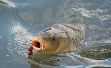 Предизборни кукички за шаран избиратели! ffd2fb926bc7707b ed2a3ad94a14d17a1