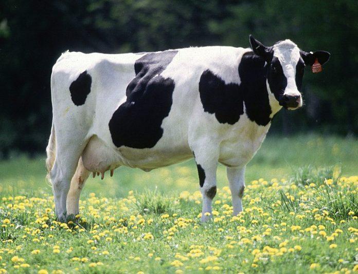 800px Cow female black white1