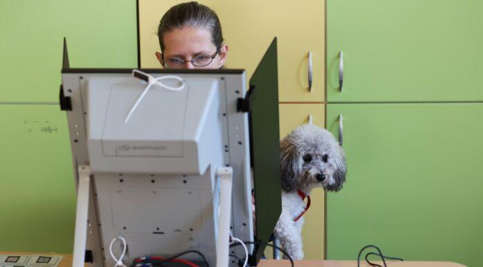 „Алфа Рисърч“: ГЕРБ първи с 21,4%, ПП-ДБ – 17,8%, „Възраждане“ с 11,6%, ДПС – 9,4%! ИТН и Величие аут! orig1 8