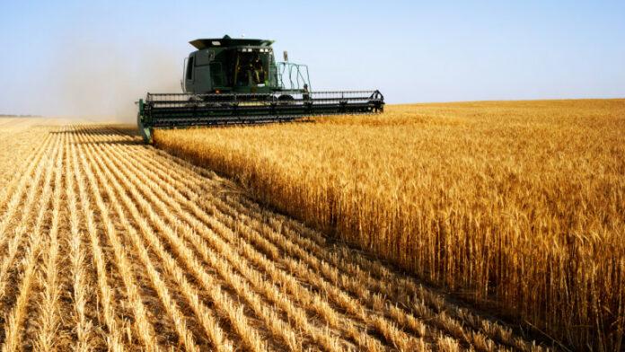 Combine harvesting in a field of golden wheat