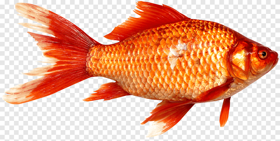png clipart orange koi fish goldfish prussian carp fish as food fish miscellaneous food[1]