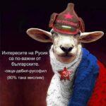овца