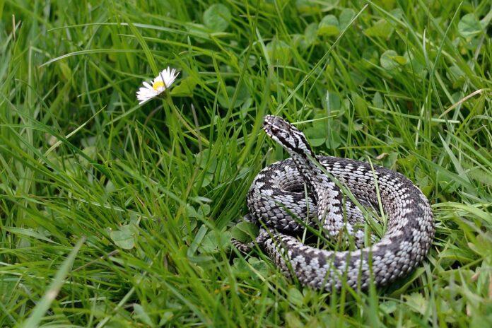 snake 2279246 1280[1]