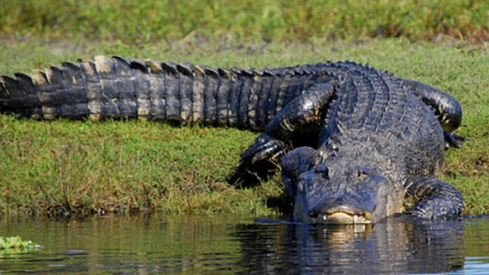 dligator111[1]
