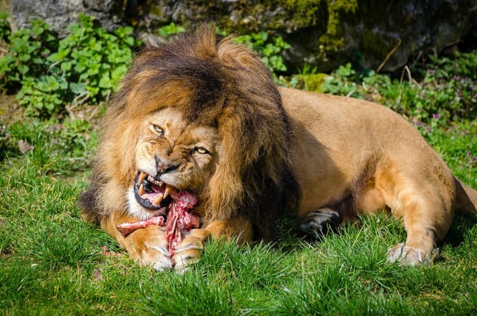 1280px Carnivore lion[1]