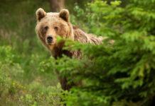 Мечка се разходи из улиците на Доспат! Brown bear looking from behind the tree in spring nature