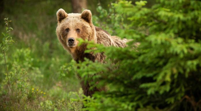 Мечка се разходи из улиците на Доспат! Brown bear looking from behind the tree in spring nature