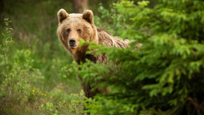 мечка Brown bear looking from behind the tree in spring nature