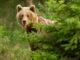 Мечка се разходи из улиците на Доспат! Brown bear looking from behind the tree in spring nature