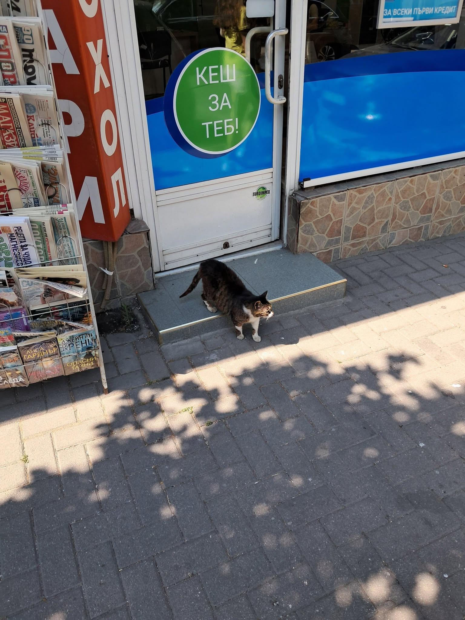 котка kotka kesh
